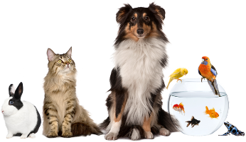 Pet World
