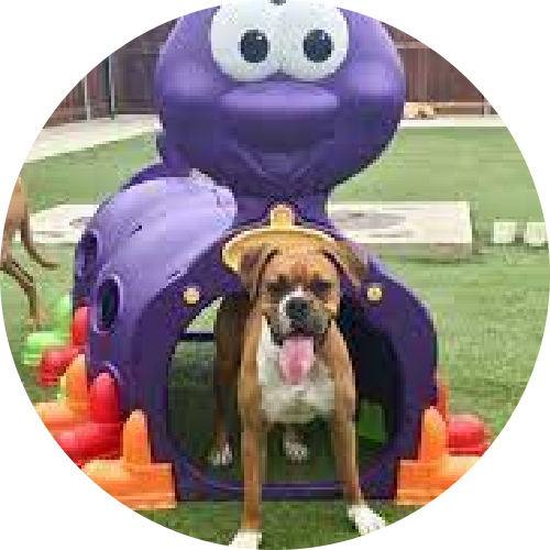 Pet boarding
