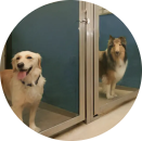 Pet boarding