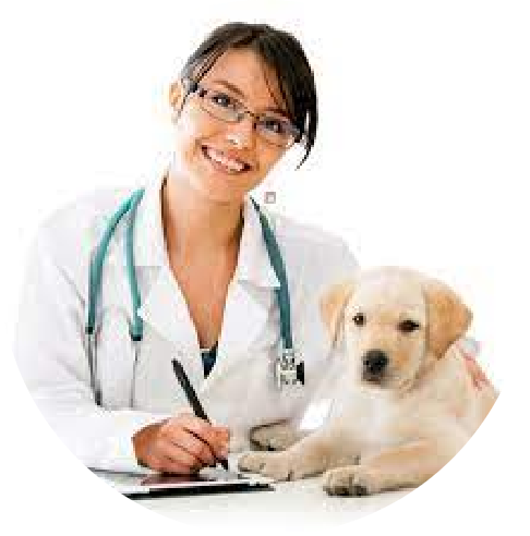 Veterinary services